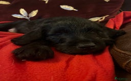 Jackapoo dogs for sale: ✨ Gorgeous Jackapoo puppies ready to leave now ✨ - Advert 7