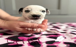 Dalmatian dogs for sale: Stunning KC Reg Dalmatian puppies  in Bristol - Image 31