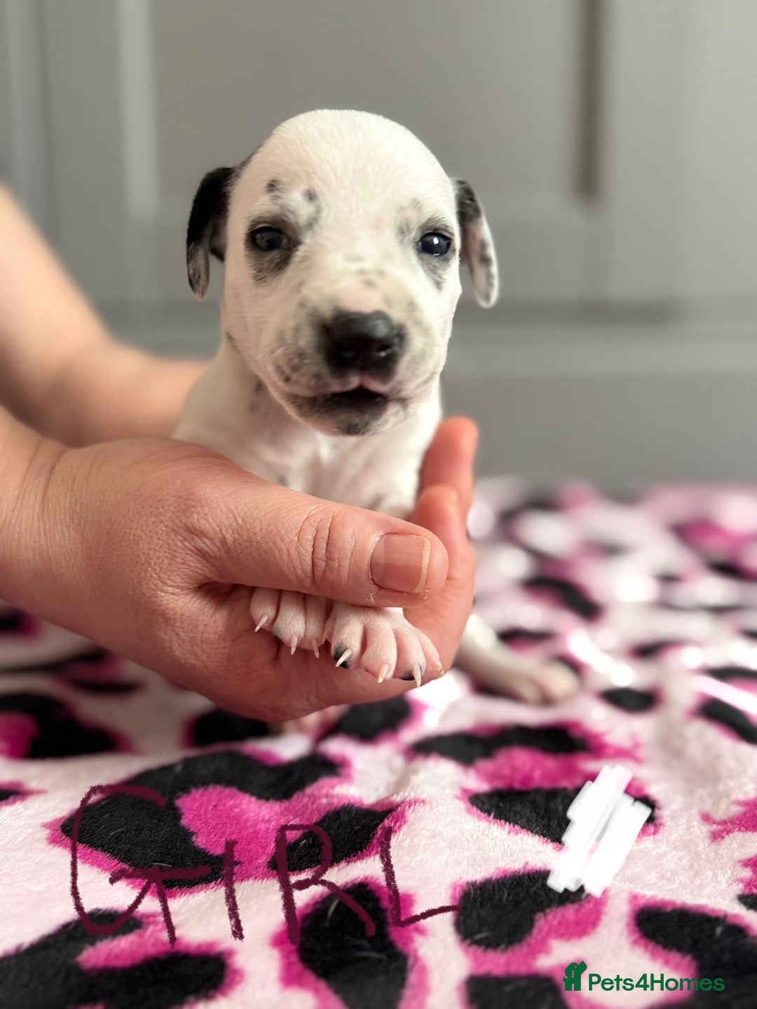 Dalmatian dogs for sale: Stunning KC Reg Dalmatian puppies  in Bristol - Image 31