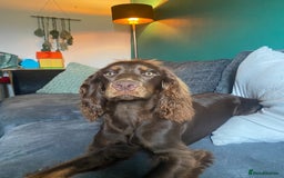 Cocker Spaniel dogs for sale: Beautiful 10 month old cocker spaniel  - Image 2