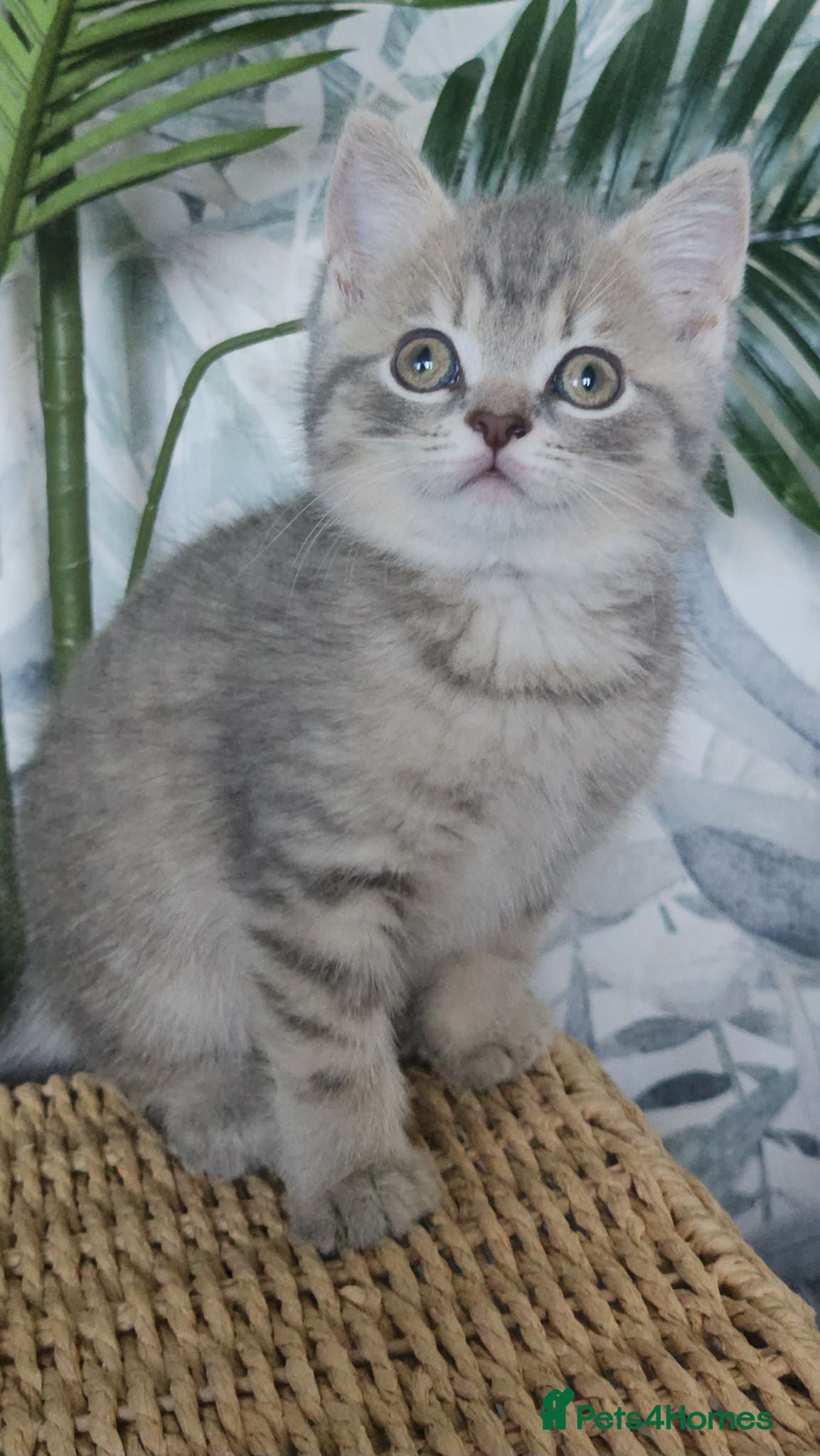 British Shorthair cats Tica registered Blue & Blue golden BSH - Advert 6