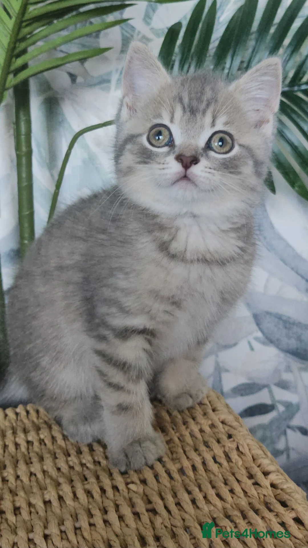 British Shorthair cats for sale: Tica registered Blue & Blue golden BSH - Advert 2