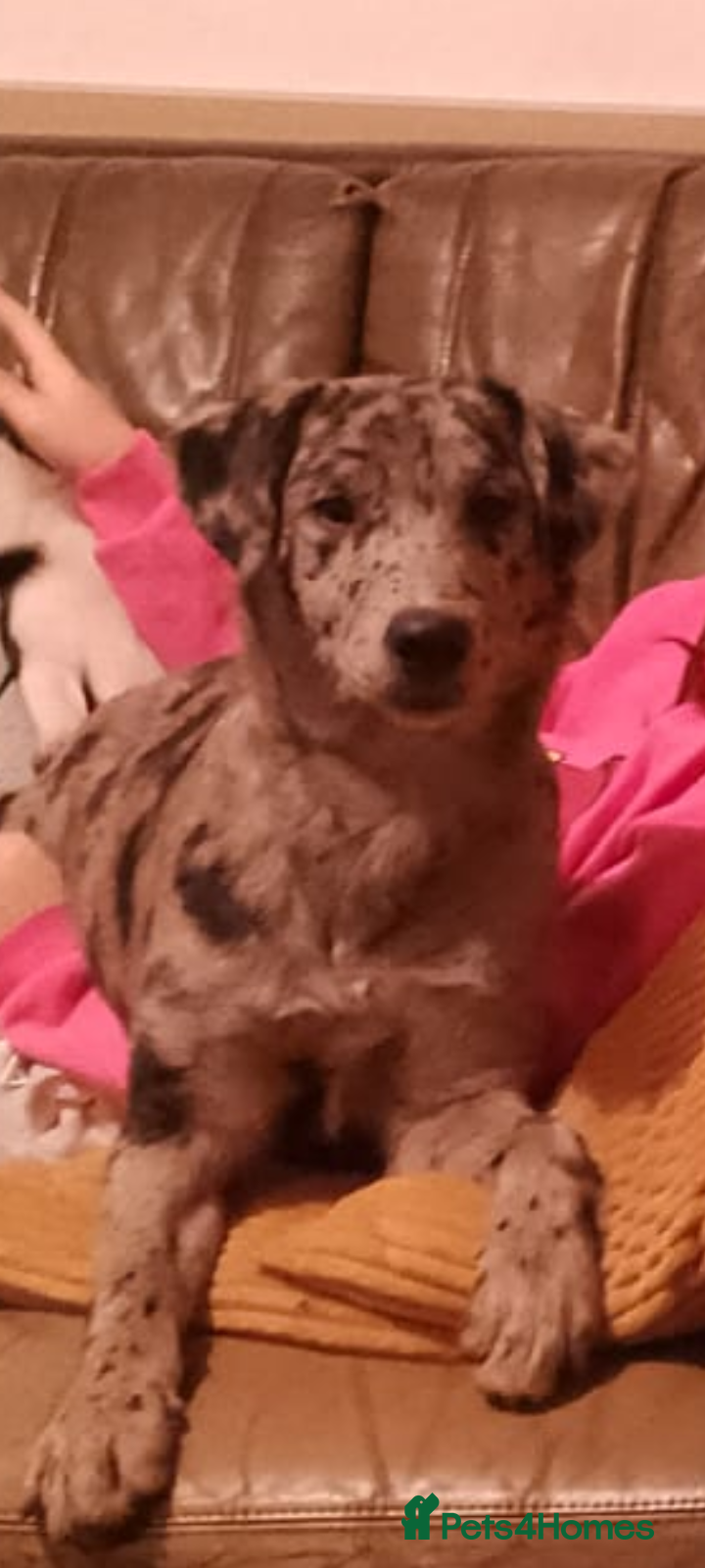 Mixed Breed dogs Labrador x puppy girl  - Advert 1