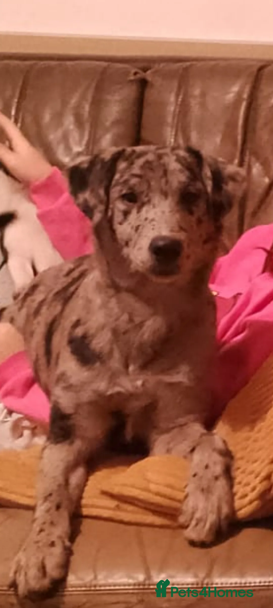 Mixed Breed dogs for sale: Labrador x puppy girl  - Advert 1