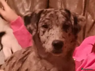 Mixed Breed dogs Labrador x puppy girl - Advert 1