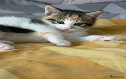 Domestic Shorthair cats for sale: Sweet, Playful Kittens Ready for Loving Homes 🐱 - Image 27