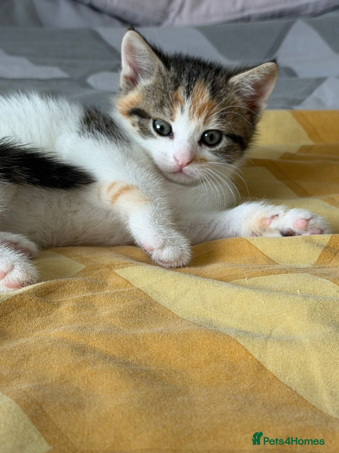 Domestic Shorthair cats for sale: Sweet, Playful Kittens Ready for Loving Homes 🐱 - Image 27