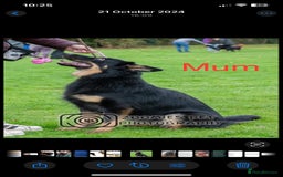 German Shepherd dogs for sale: Straight-topline German Shepherd puppies - Image 19