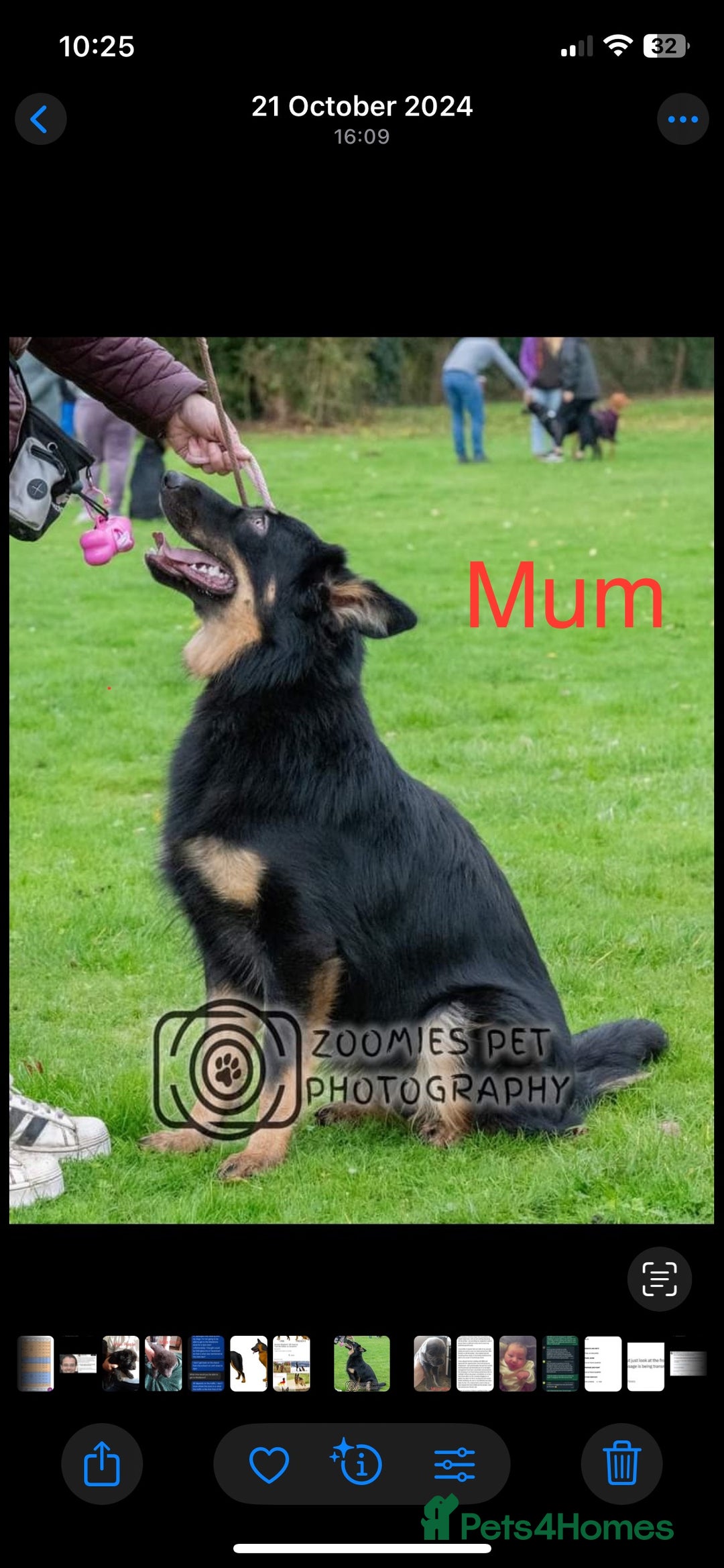 German Shepherd dogs for sale: Straight-topline German Shepherd puppies - Image 19