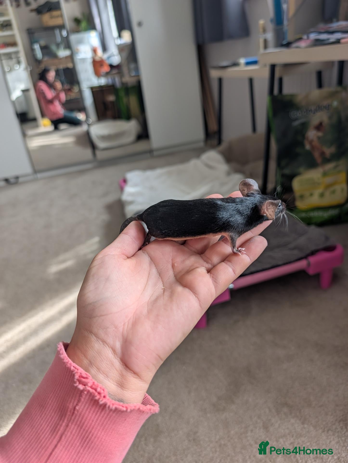 Mouse rodents Males and females looking for homes  - Advert 1