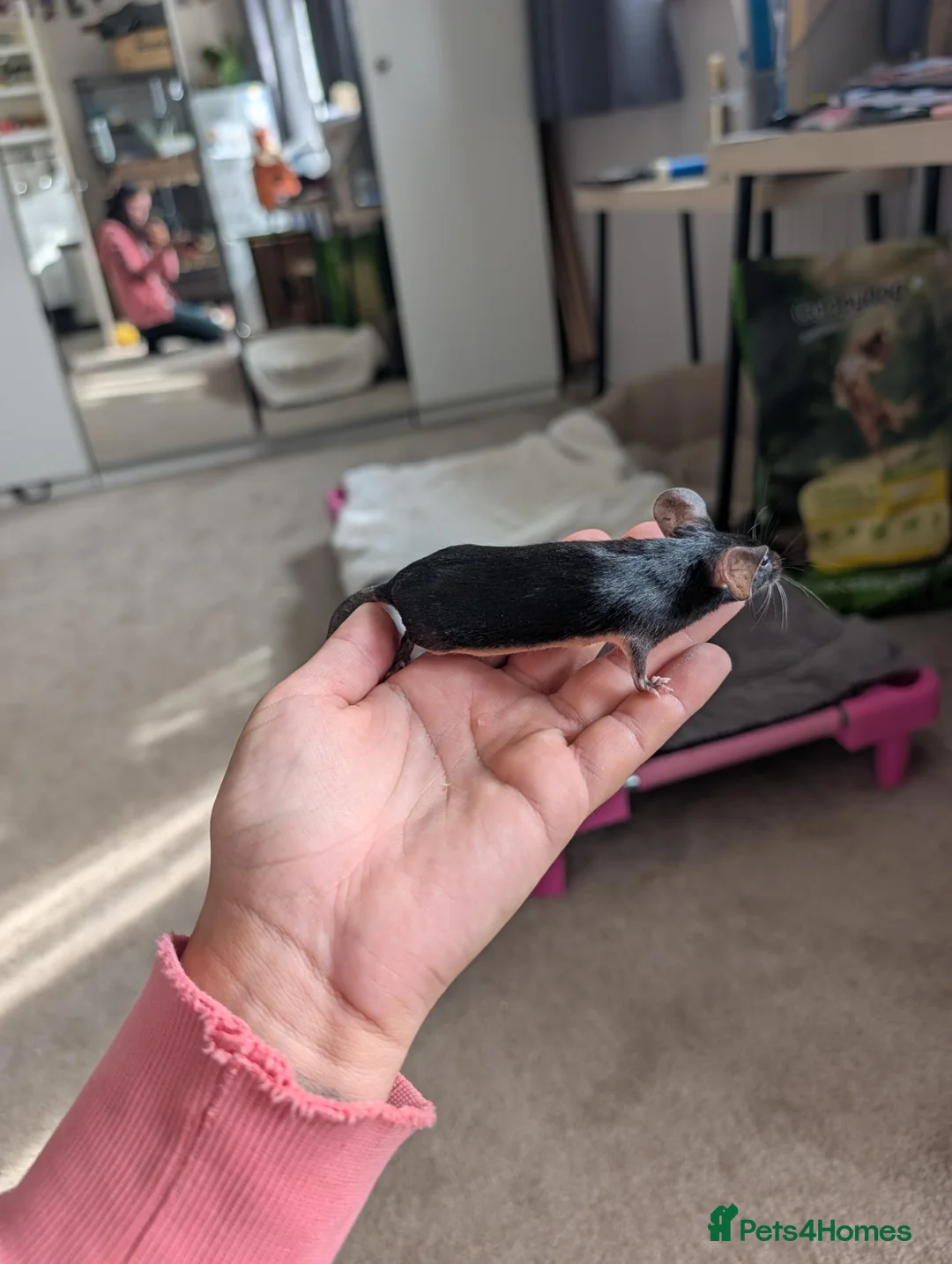 Mouse rodents for sale: Males and females looking for homes  - Advert 1
