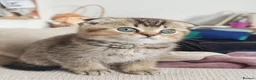 Scottish Fold cats for sale: Beautiful Scottish fold kittens READY NOW  - Advert 3