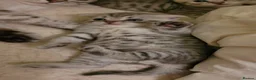 Scottish Fold cats for sale: Scottish fold/straight snow leopards  - Advert 11