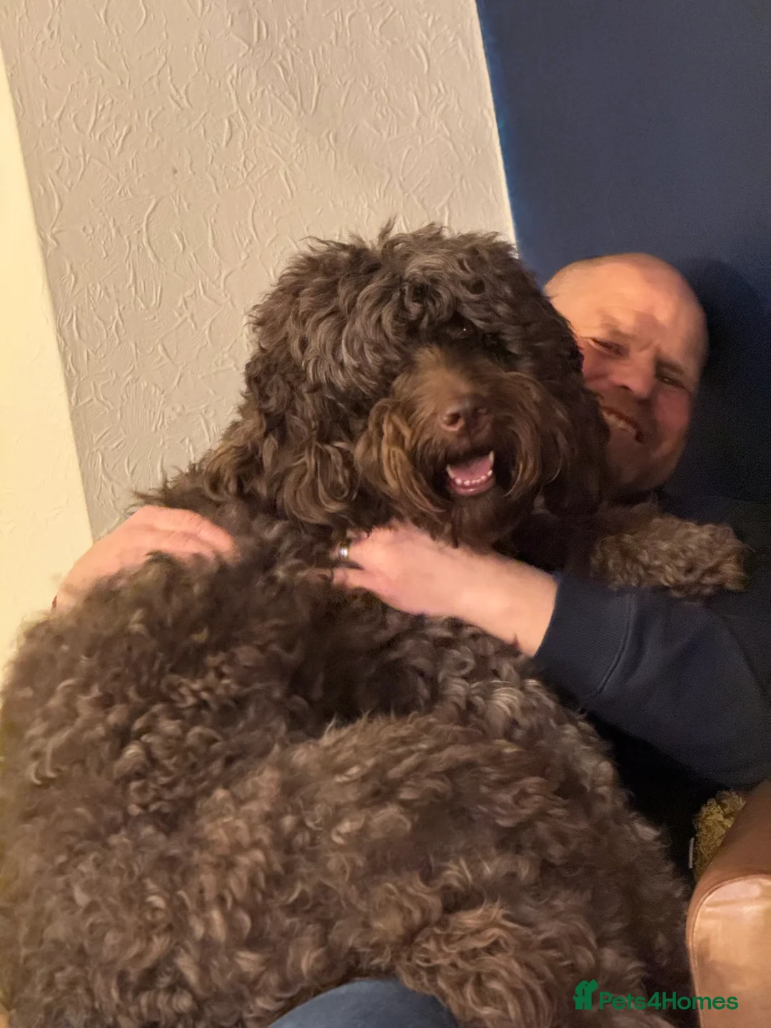 Labradoodle dogs for stud: Chocolate Standard Labradoodle Multigenerational  in Matlock - Advert 5