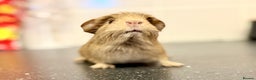 Guinea Pig rodents for sale: Baby guinea piggies  - Advert 15