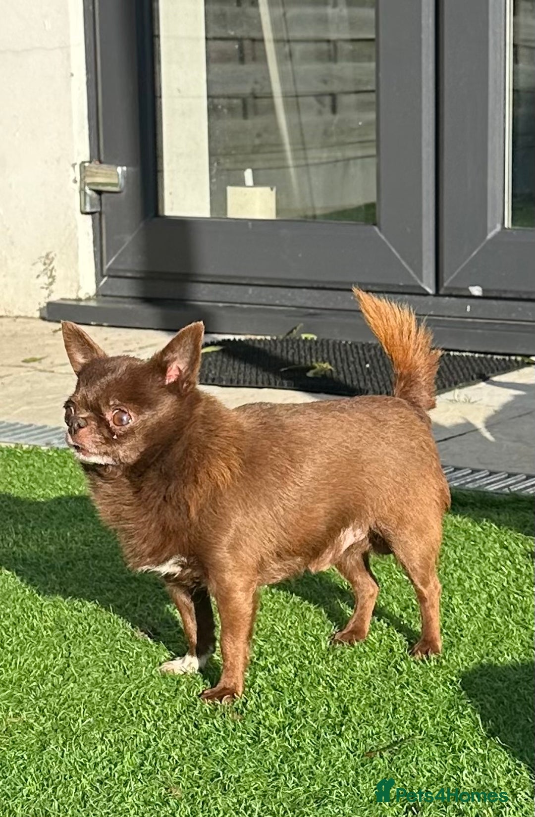 Chihuahua dogs for sale: Male chihuahua kc registered  - Advert 1