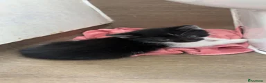 Tuxedo Kitten 1