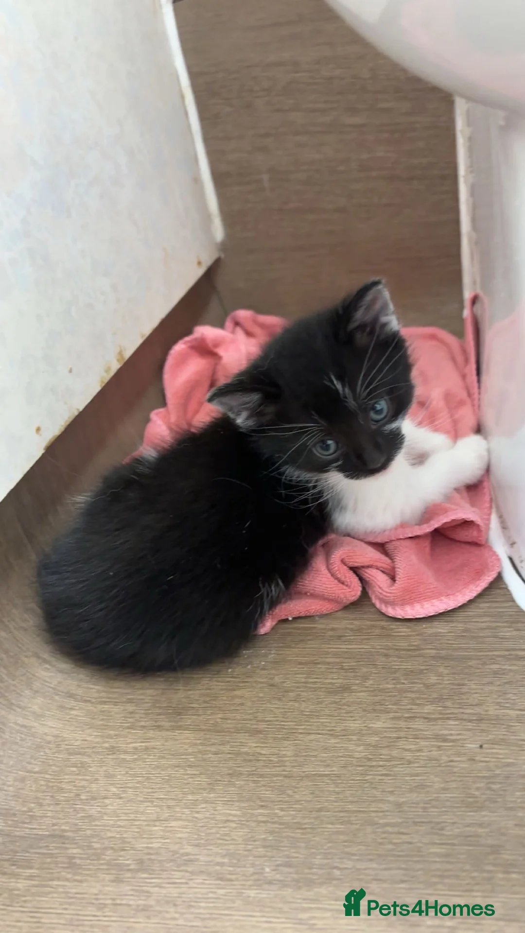 Mixed Breed cats for sale: Tuxedo x2 domestic shorthair x1 kittens  in Prescot - Advert 4