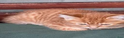 Mixed Breed cats for sale: Ginger little kitten ready for her new home.  - Advert 3
