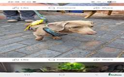 Dachshund dogs for stud: This is Rex - Image 4