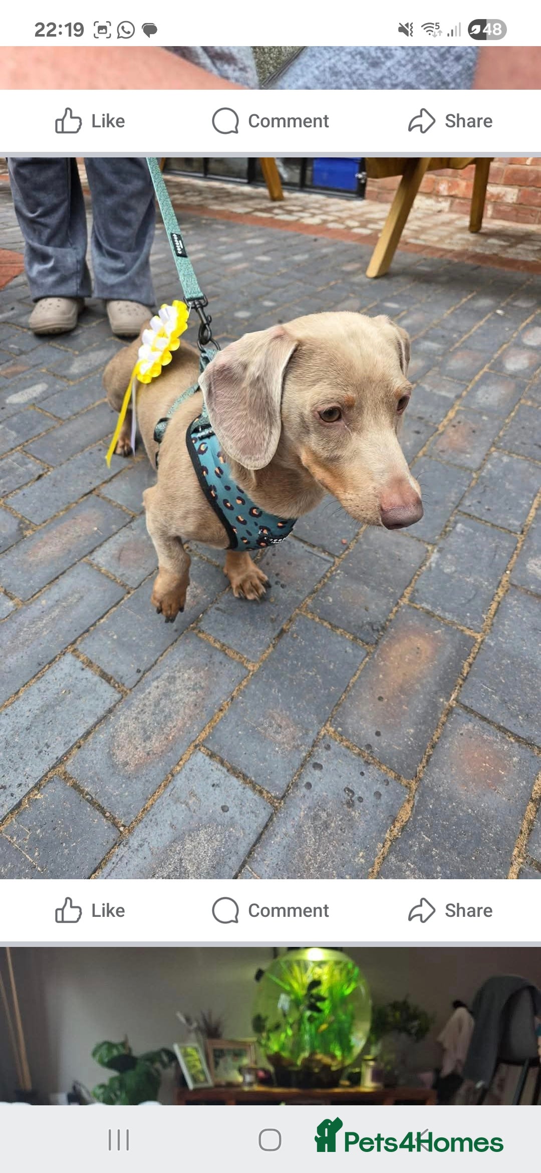 Dachshund dogs for stud: This is Rex - Image 4