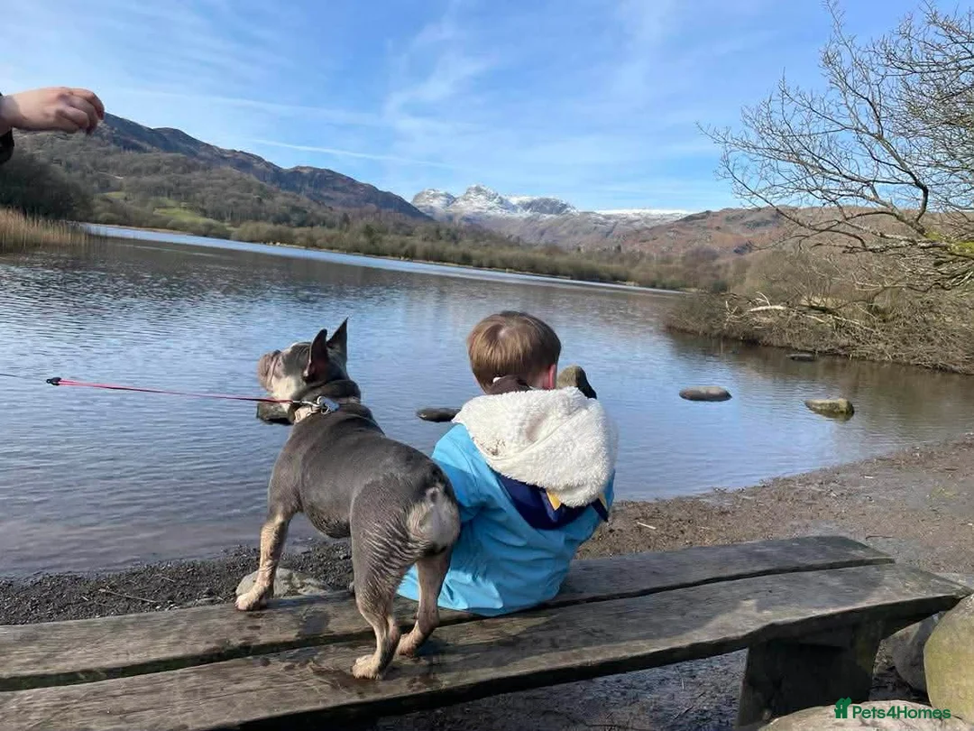 French Bulldog dogs for sale: 7 month old French bulldog female  - Advert 2