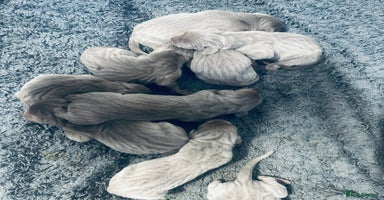 Weimaraner dogs - Advert 6