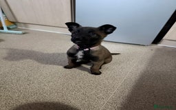 Belgian Shepherd Dog dogs for sale: belgian malinois  - Advert 1