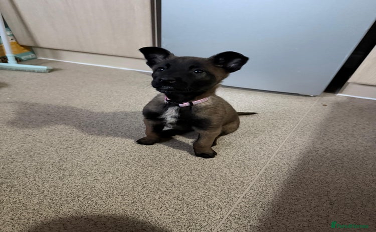 Belgian Shepherd Dog dogs belgian malinois  - Advert 1