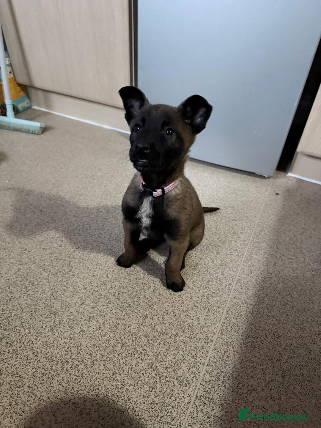 Belgian Shepherd Dog dogs for sale: belgian malinois  - Advert 1