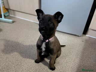 Belgian Shepherd Dog dogs belgian malinois - Advert 3