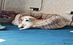 Golden Retriever dogs for sale: Golden Retriever puppies for sale  in Stevenage - Image 2