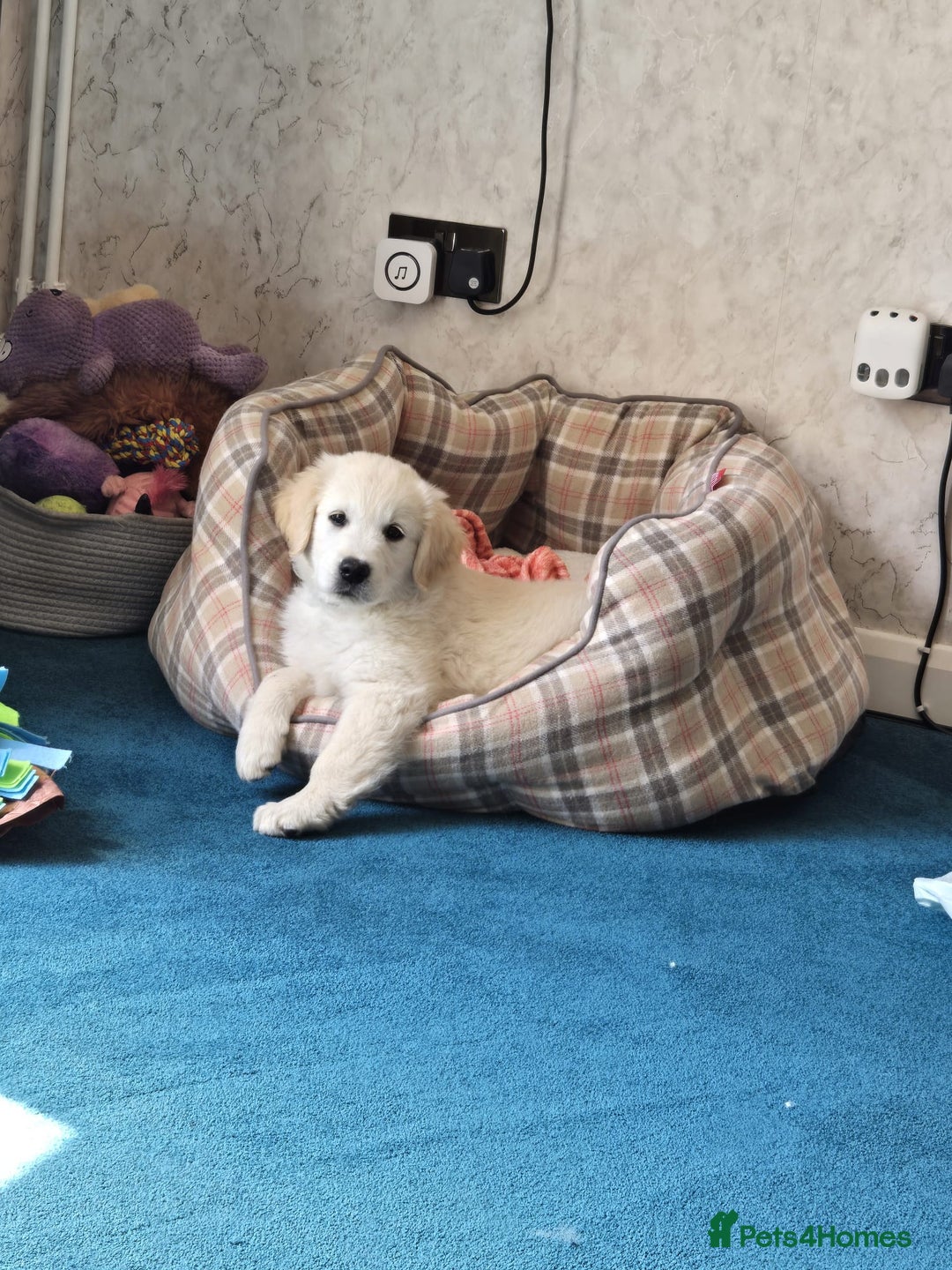 Golden Retriever dogs for sale: Golden Retriever puppies for sale  in Stevenage - Image 2