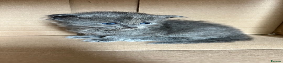 Ragcoon Kitten 4