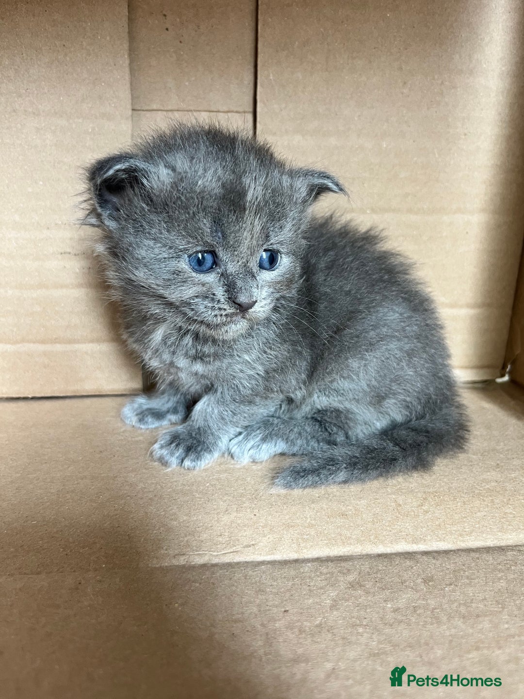 Ragcoon cats for sale: Ragcoons (Ragdoll x Mainecoon)  - Image 10
