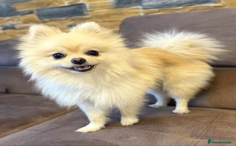 Pomeranian dogs - Advert 4