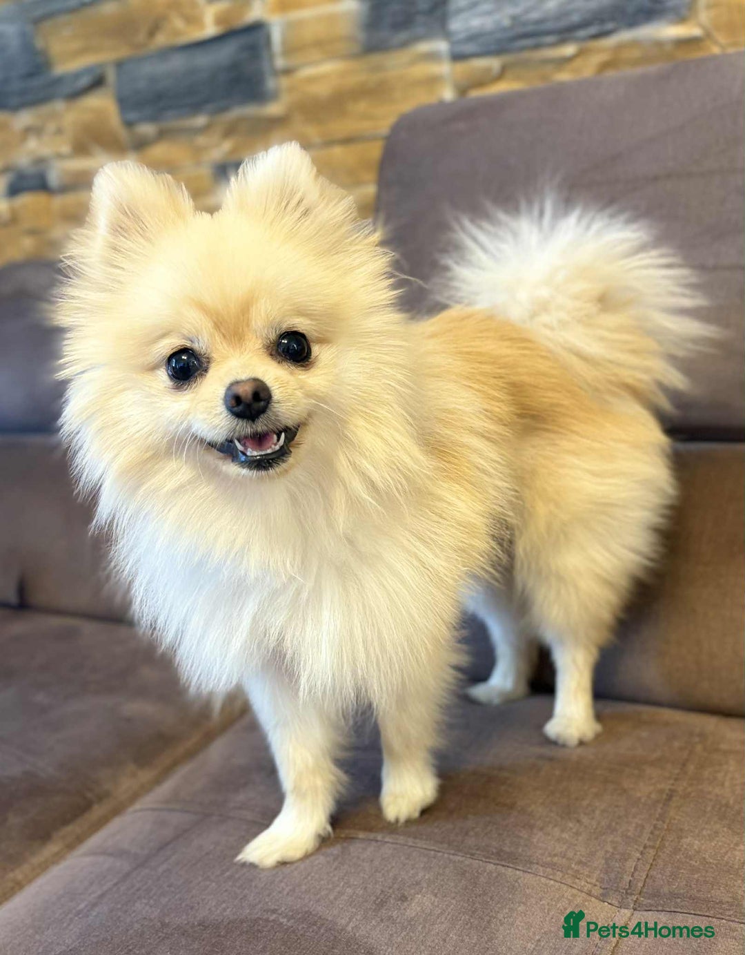 Pomeranian dogs for sale: Pomeranian  - Image 1