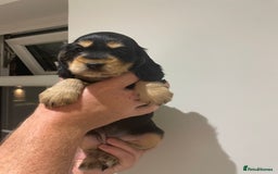 Cocker Spaniel dogs for sale: 6 gorgeous cocker spaniel puppies  - Image 23