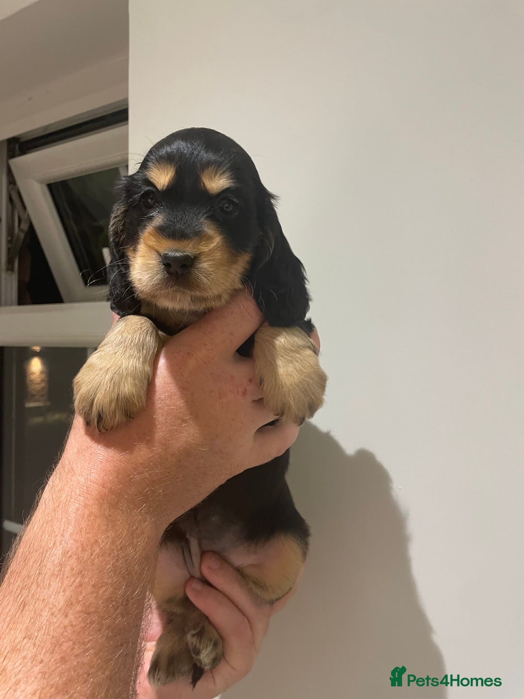 Cocker Spaniel dogs for sale: 6 gorgeous cocker spaniel puppies  - Image 23