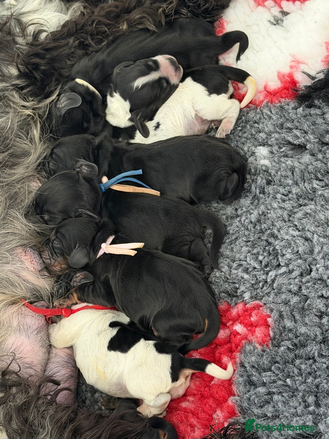 Cocker Spaniel dogs for sale: KC Registered Show Cocker puppies  - Advert 6
