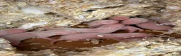 Ferret rodents for sale: Ferret kits for sale  - Advert 3