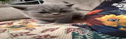 British Shorthair cats for sale:  Adorable kittenBlue British Shorthair  GCCF - Advert 20