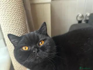 British Shorthair cats GCCF Registered British Short Hair Male - Advert 6