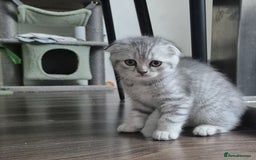 Scottish Fold cats for sale: Scottish Fold/Straight kittens  - Image 18