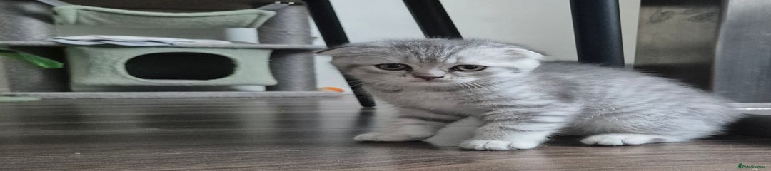 Scottish Fold Kitten 2