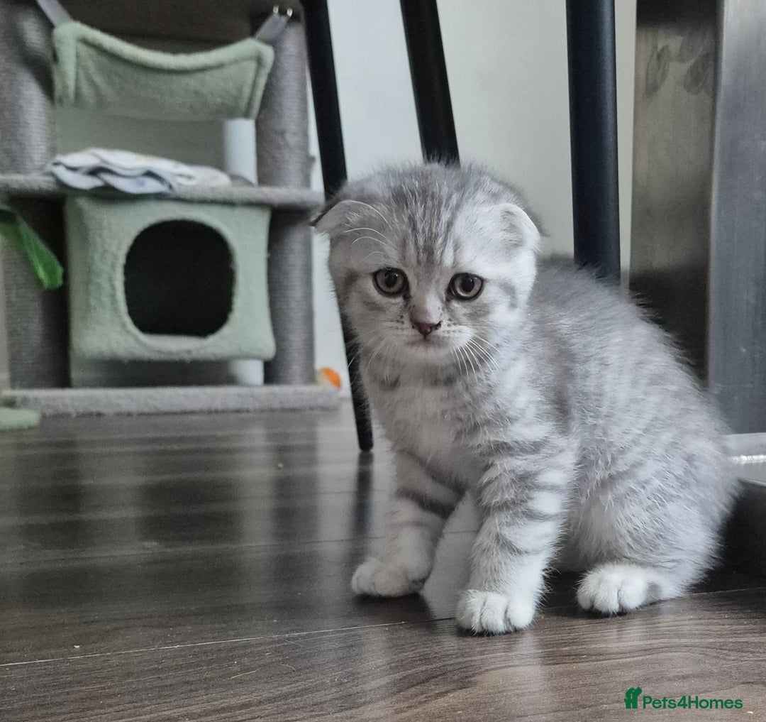 Scottish Fold cats for sale: Scottish Fold/Straight kittens  - Image 18