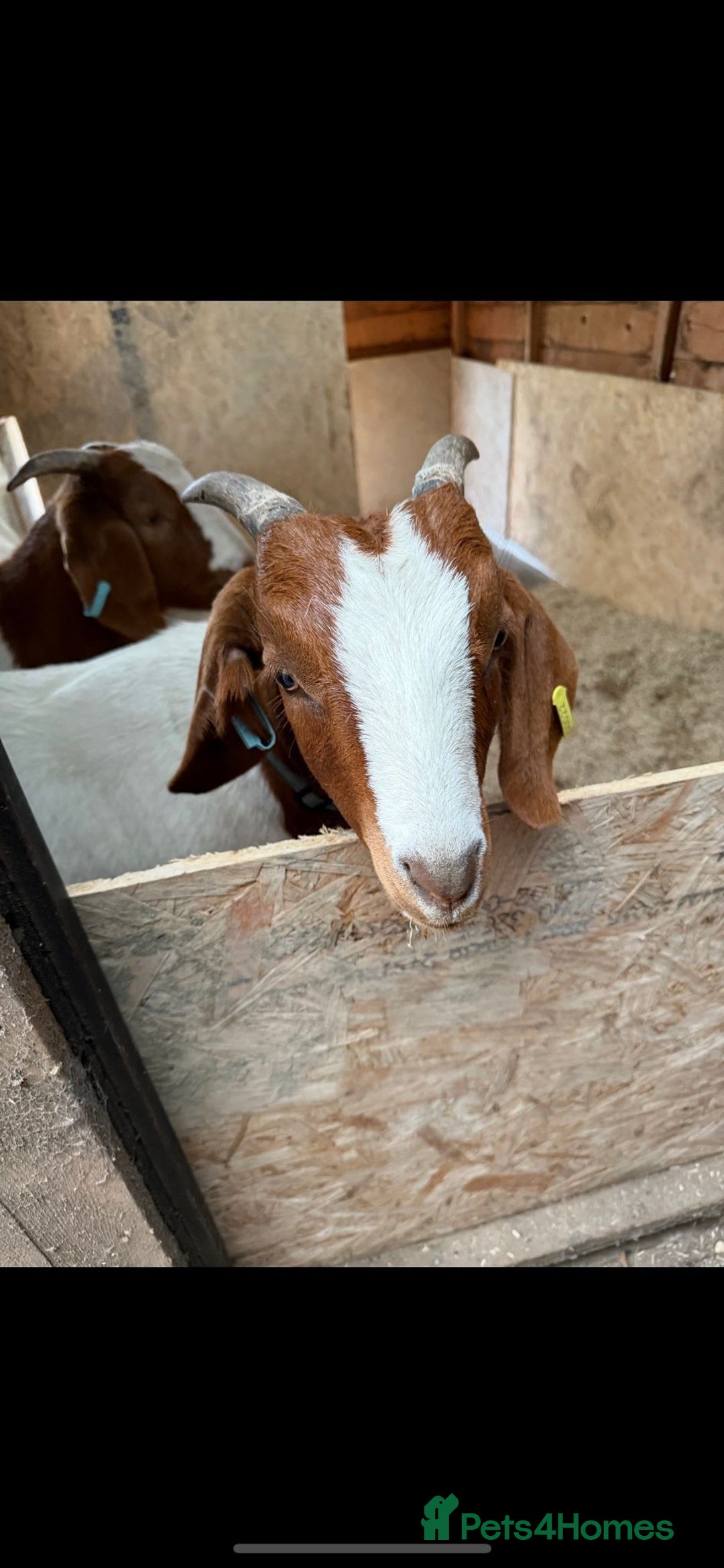 Goats livestock for sale: 2x Boer goats  - Advert 3
