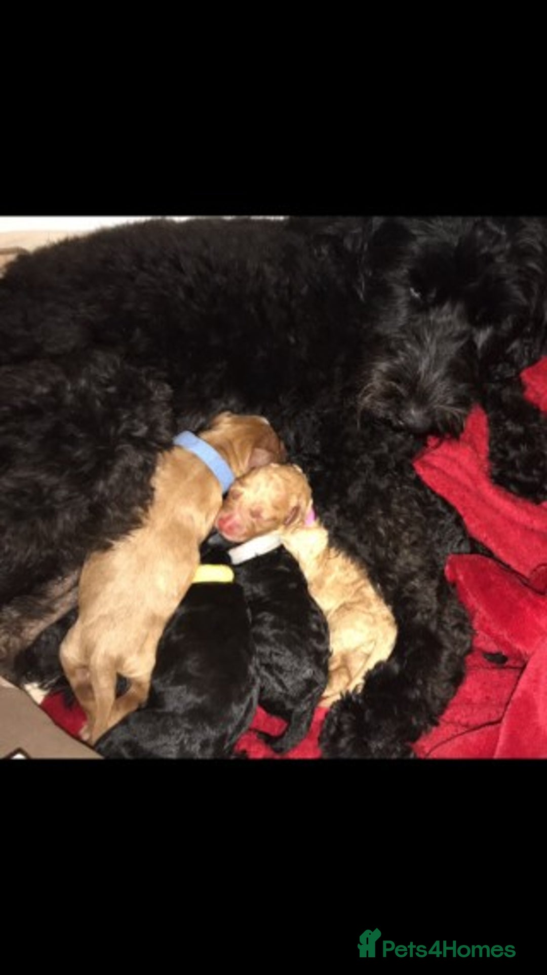 Cavapoo dogs for stud: Extensively Heath Tested Deep Red Min Poodle in Mansfield - Image 24