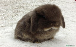 Mini Lop rabbits for sale: Stunning babies various ages vaccinated  - Advert 5
