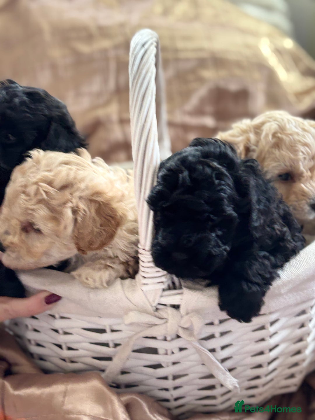 Poochon dogs for sale: Puppies for sale  - Advert 16